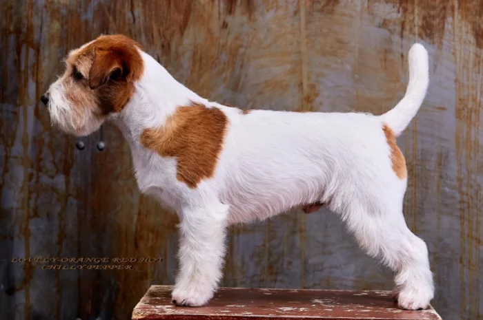 Джек Рассел терьер - кобель Интерчемпион для вязки- фото № 1