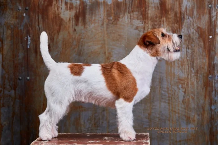 Джек Рассел терьер - кобель Интерчемпион для вязки- фото № 2