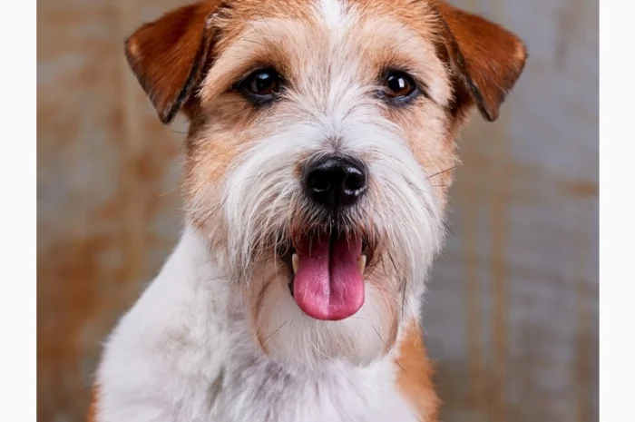 Джек Рассел терьер - кобель Интерчемпион для вязки- фото № 3