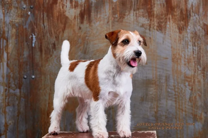 Джек Рассел терьер - кобель Интерчемпион для вязки- фото № 4