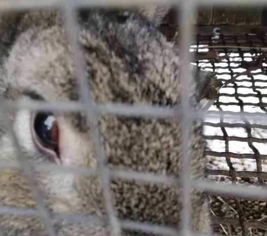 Купить мясо кролика от производителя- фото № 1