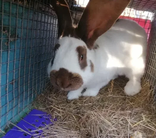 Кролики великани для розведення- фото № 1