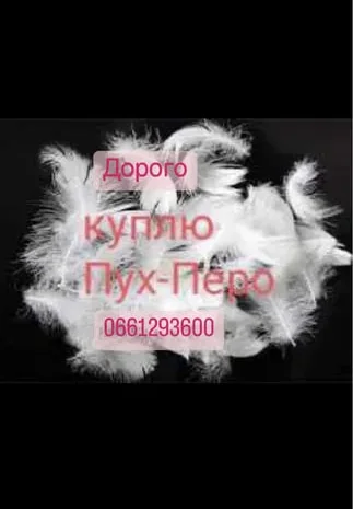 Купуємо пух та перо свіжі та б/у в будь-яких обсягах- фото № 1