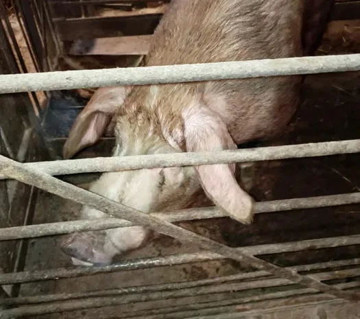 Продам хряка Кантор 2 года- фото № 1