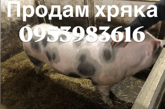 Продам хряка более 300 кг- фото № 1