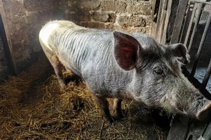 Продам хряка Петрен, крупный- фото № 1