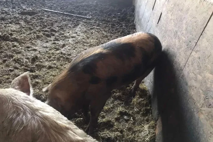 Продам племенного хряка- фото № 1