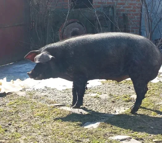 Продам племенного хряка Пьетрен- фото № 1