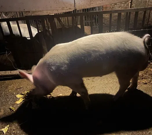 Продам робочого кнура Велика біла × Макстер- фото № 1