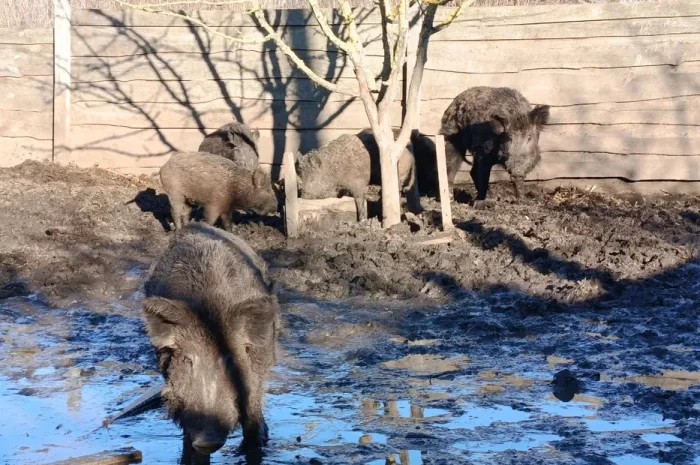 Пропонується кнури некастровані- фото № 1