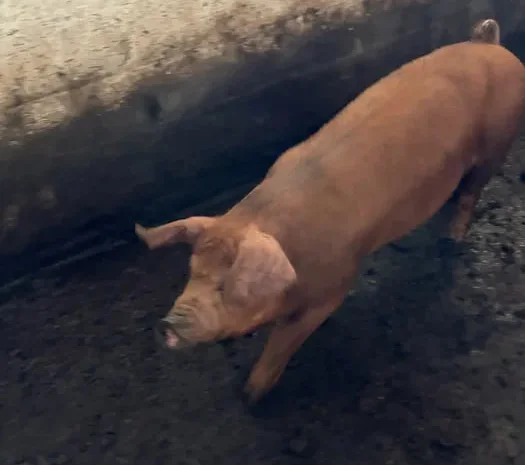 Продам кнура Дюрок, 60 кг- фото № 1