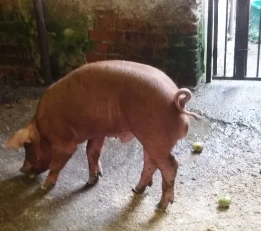 Продається кнурик Дюрок, 3 місяці, 45 кг- фото № 1