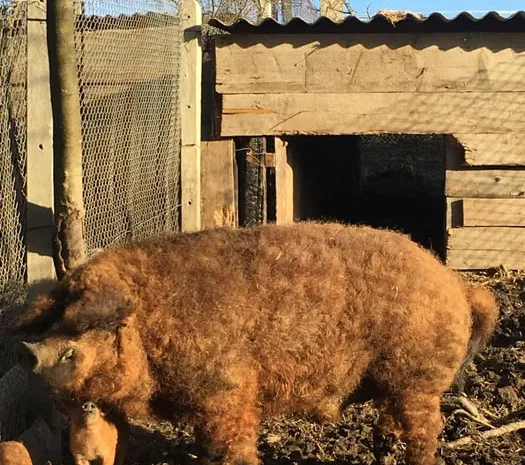 Продам кнурів Мангалиця червона- фото № 1