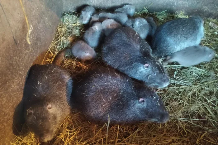 Продам мясо нутрии, натуральное кормление- фото № 1