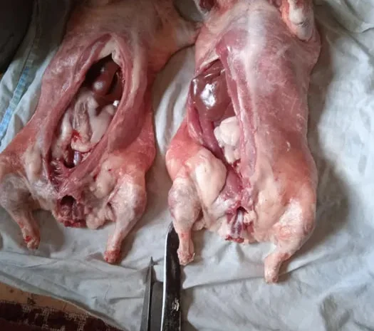 Продам свіже м’ясо нутрії- фото № 1