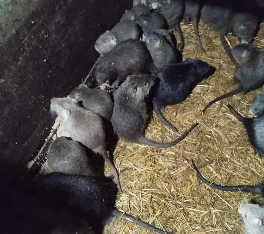 Продам мясо нутрии, копченое, тушенка- фото № 1