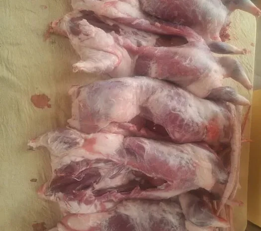 Продам мясо кроликов и нутрий- фото № 1