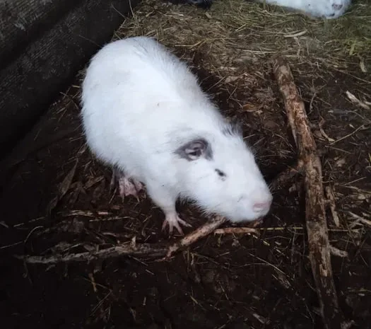 Продам мясо нутрии, тушки- фото № 1