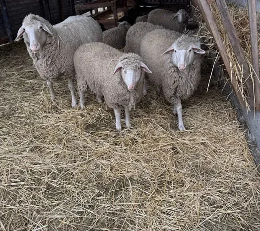 Овцы, порода Мериноландшаф- фото № 1
