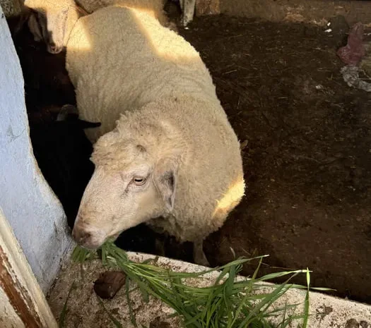 Продам овец, ягнят и баранов- фото № 1