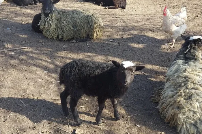 Продам вівцематок котних і з ягнятами- фото № 1