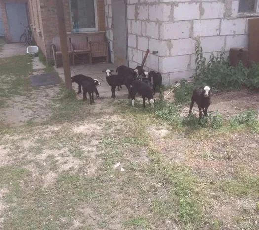 Продам овец Романовской породы- фото № 1