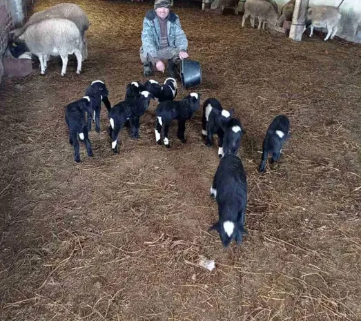 Продам овец . Молодняк этого года.- фото № 1