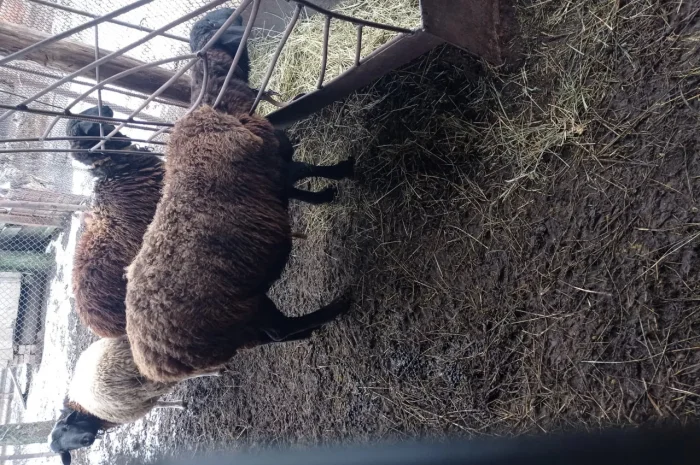 Продам котных ярок Гиссарской породы, овцы- фото № 1