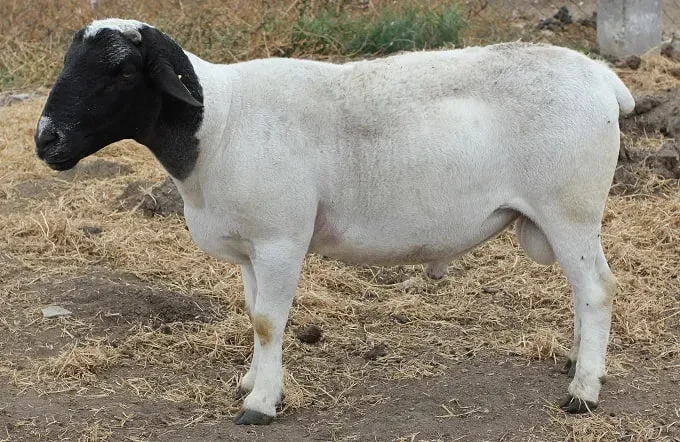 Продам племенных овец Мериноландшаф и Дорпер- фото № 1