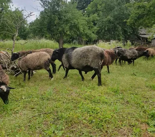 Продам чистокровних романівських овець на плем’я- фото № 1