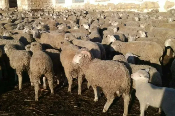 Продам 250 овец Цигай- фото № 1
