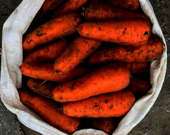 Продам моркву оптом на переробку- фото № 1