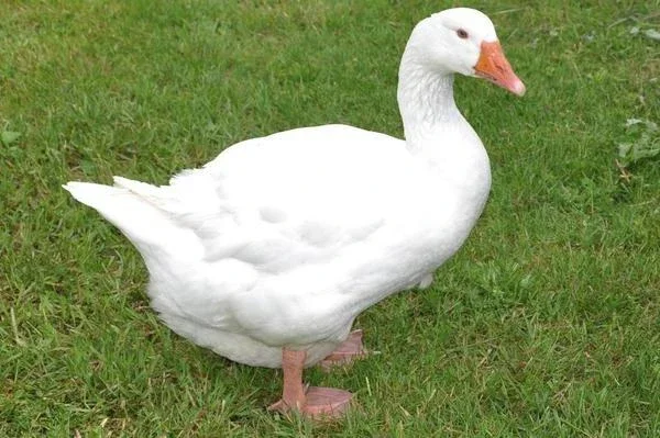 Купуємо пух та перо на постійній основі- фото № 1