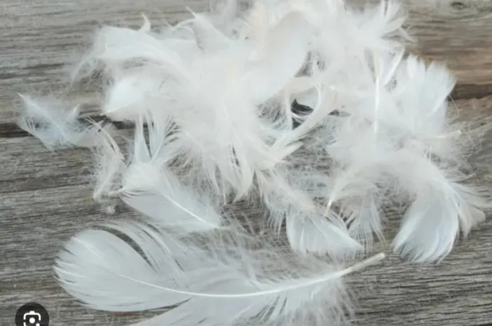 Покупка и продажа пуха и пера оптом- фото № 1