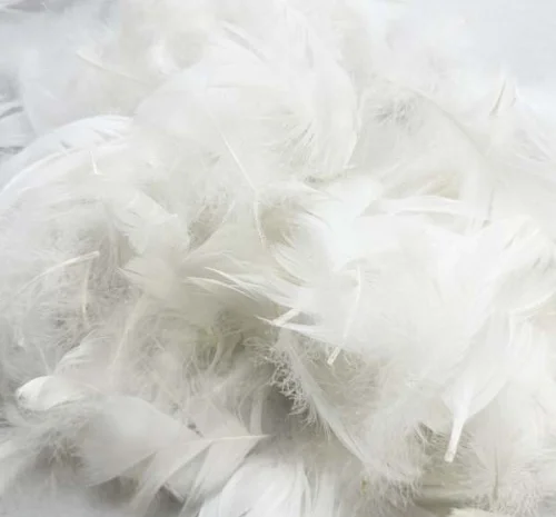 Прийом свіжого пір'я птахів- фото № 1