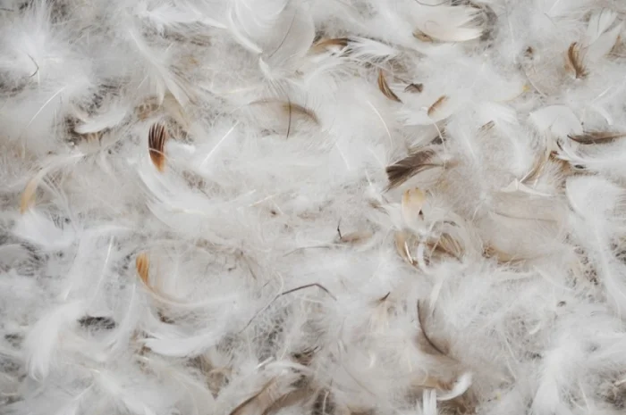 Продается чистый пух для различных нужд- фото № 1