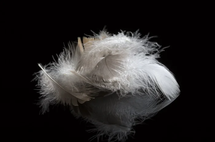 Покупка птичьего пуха и пера в Тернополе- фото № 1