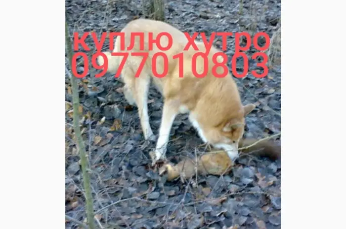 Куплю мех куницы- фото № 1