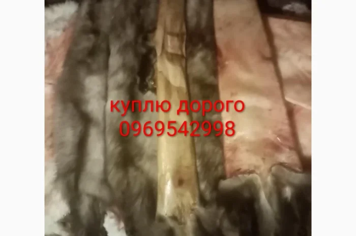 Купую шкури кам'яної куниці- фото № 1