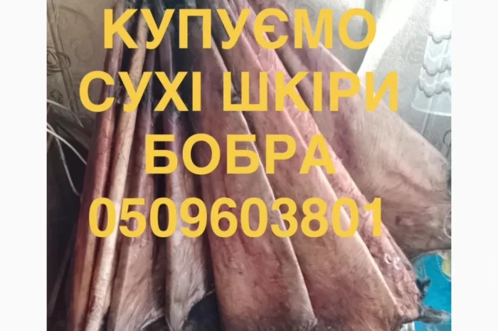 Покупаем сухие шкуры бобра не соленые куницу и другое- фото № 1