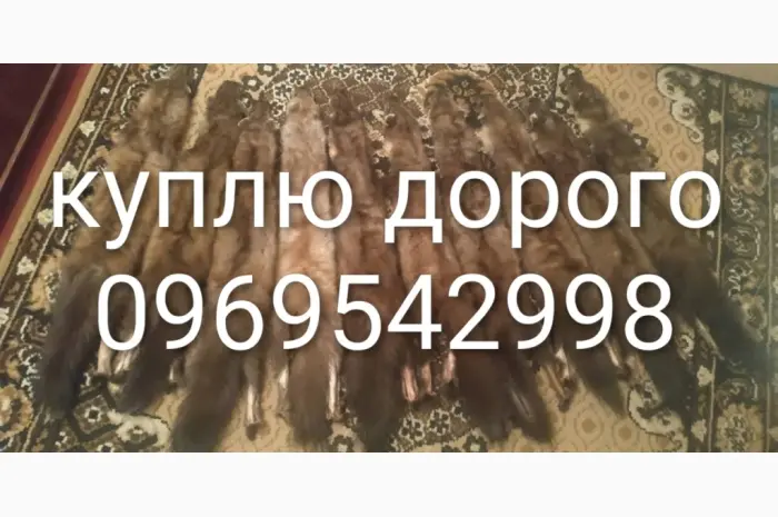 Принимаю шкуры из куницы лиса- фото № 1