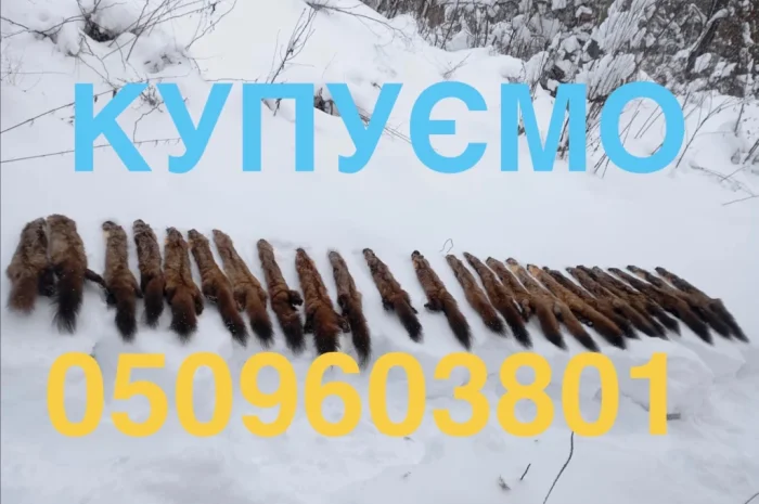 Купимо купуємо куплю шкіри куниці шкури куниць продати шкіри ДОРОГО- фото № 1