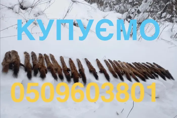 Купимо купуємо куплю шкіри куниці шкури куниць продати шкіри ДОРОГО- фото № 1