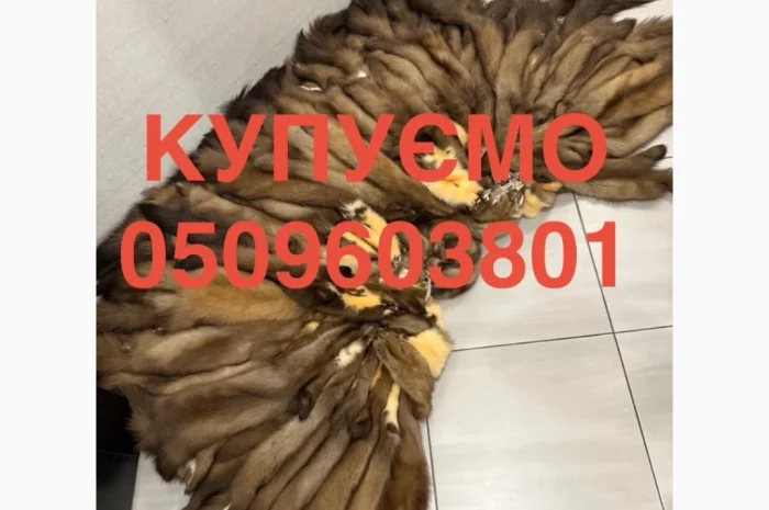 Закупівля шкір куниці, бобра, зайця, норки та видри- фото № 1