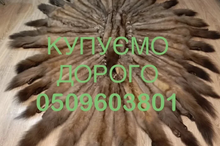 Покупаем шкуры ДОРОГО куницы- фото № 1