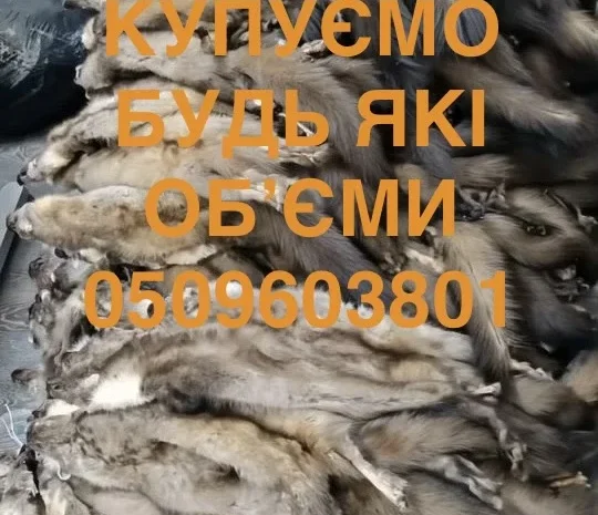 Покупаем шкуры куниц бобра зайца ДОРОГО- фото № 1
