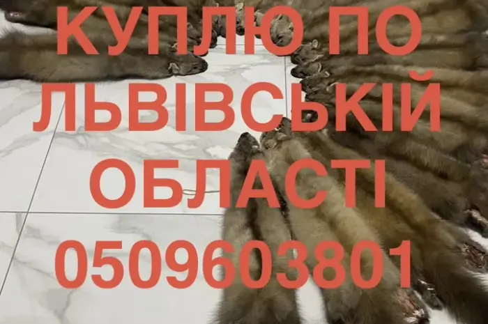 Покупаем по Львовской области шкуры куницы ДОРОГО- фото № 1