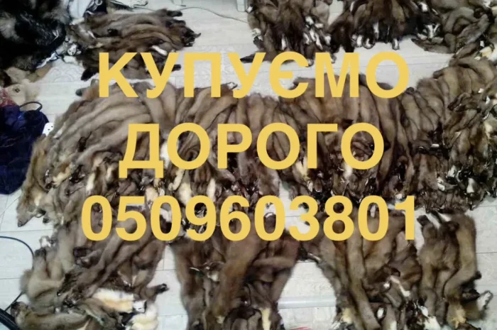 Куплю шкуры куниц куницы кожи- фото № 1