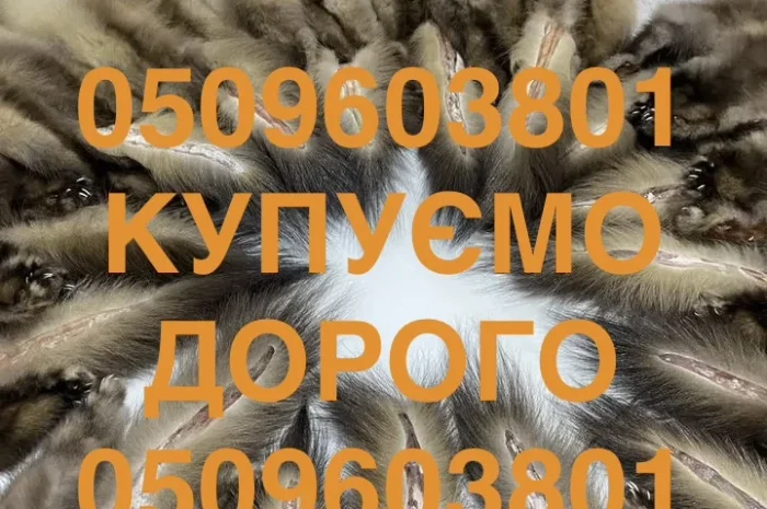 Купуємо ДОРОГО шкіри куниці шкури куниць по усій Україні- фото № 1