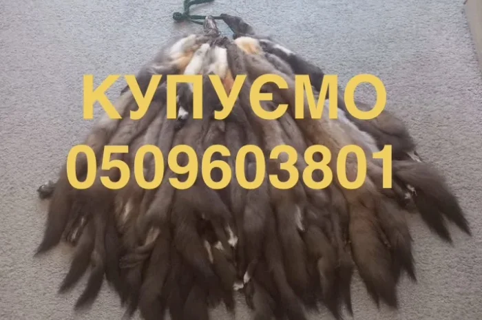 Куплю шкуры/мех/мех куницы/бобра- фото № 1